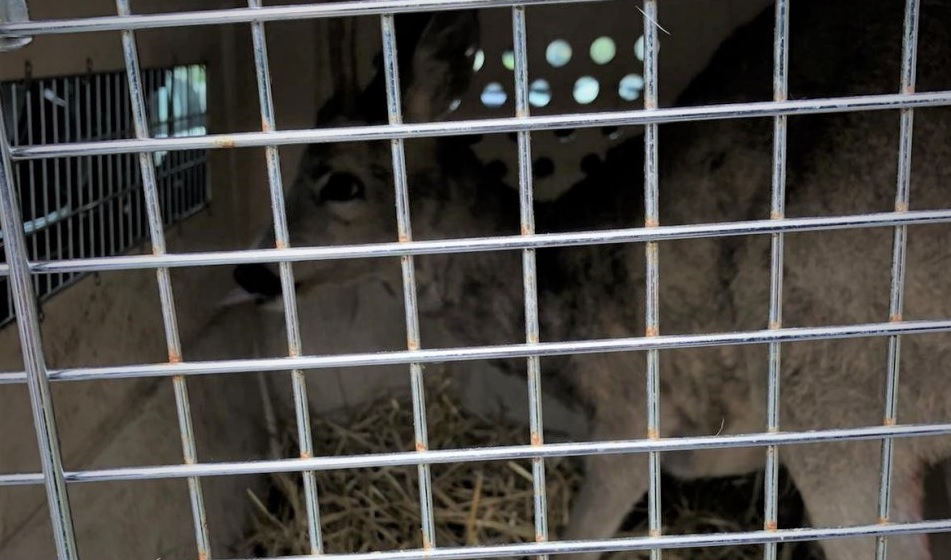 Policjanci na ratunek uwięzionej sarence