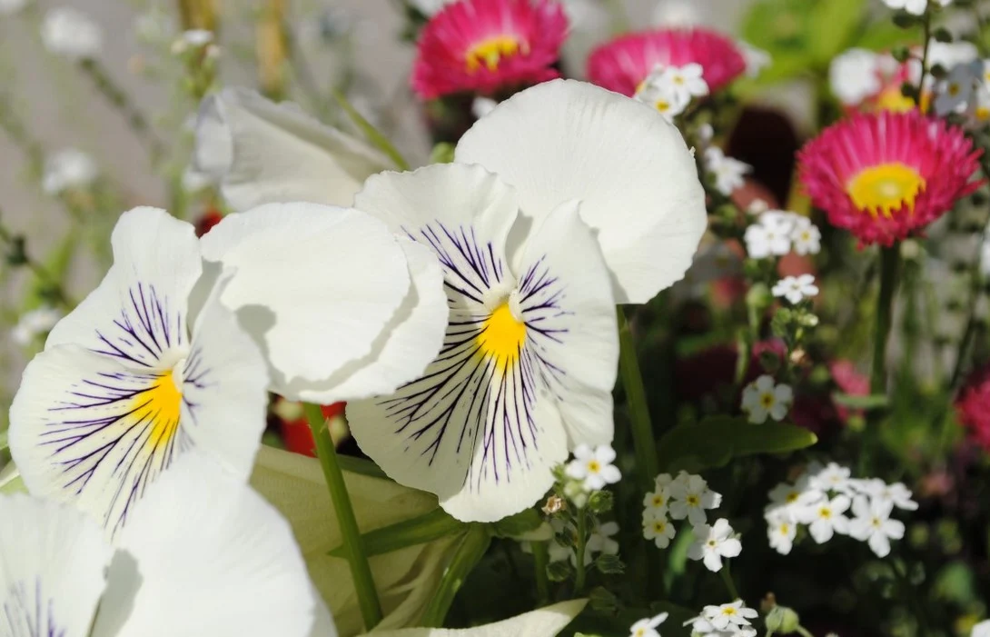 Mikołów rozdaje kwiaty za darmo! Akcja "Przygarnij kwiatka" już dziś