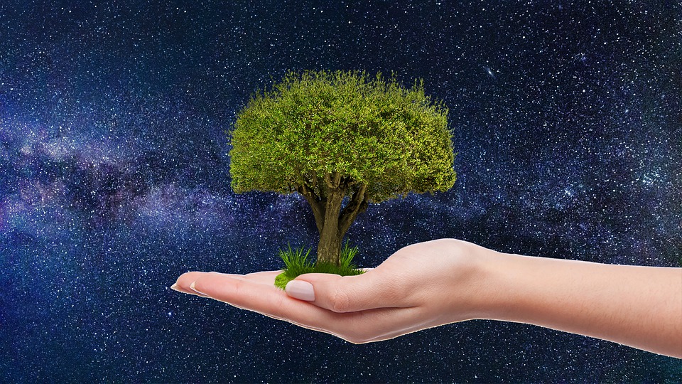 Rekordowa liczba zgłoszeń w aplikacji wCOP drzewo