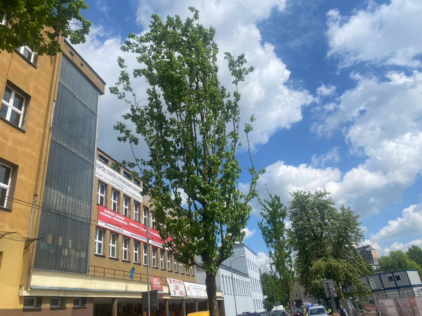 Katowice: Nowe drzewa na ulicy Raciborskiej