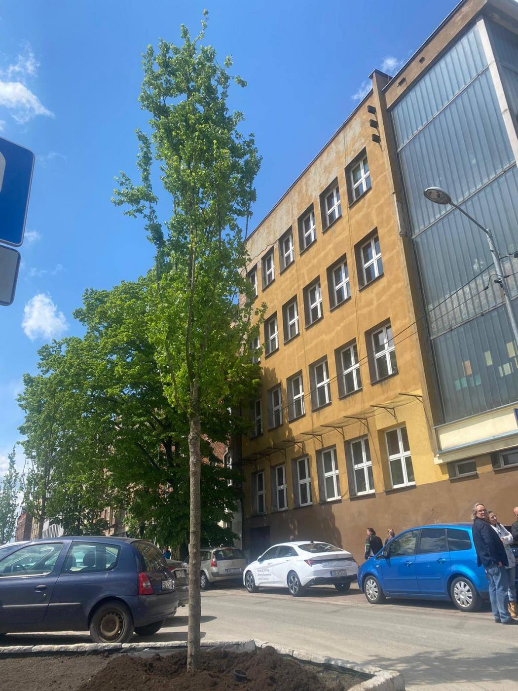 Katowice: Nowe drzewa na ulicy Raciborskiej