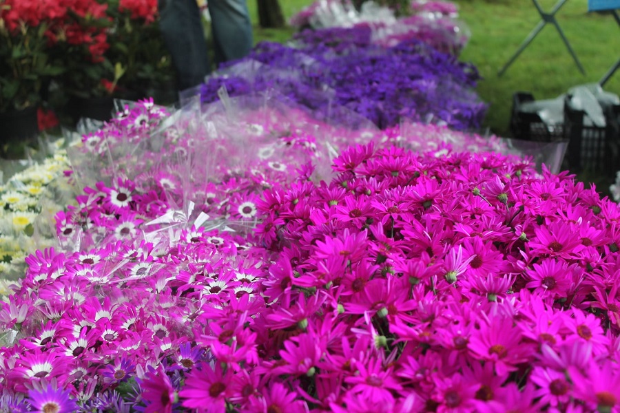 Parkowy Kiermasz Kwiatowy 2021 już w ten weekend!