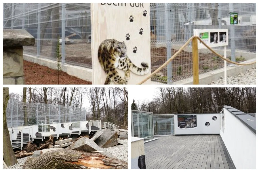 Amalia i Aslan mają nowy, większy dom. Czekają na odwiedziny w chorzowskim ZOO