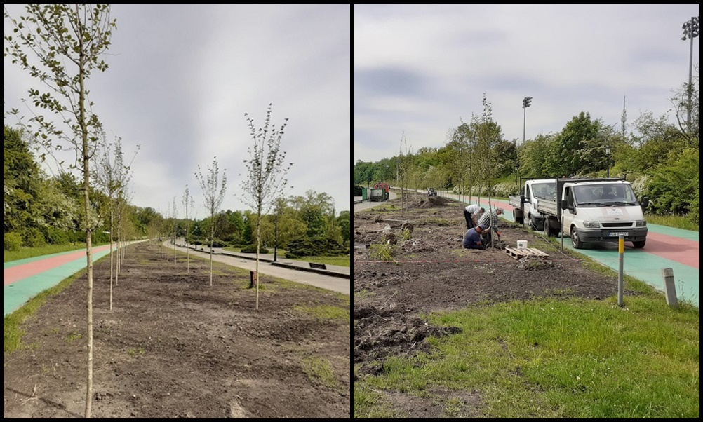 W miejscu sędziwych topoli na promenadzie gen. J. Ziętka nasadzono nowe, młode drzewa