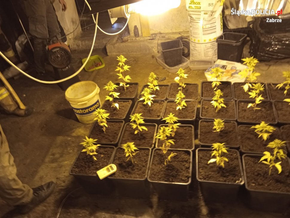 Policja zabezpieczyła trzy plantacje konopi. Zatrzymano mieszkańca Zabrza