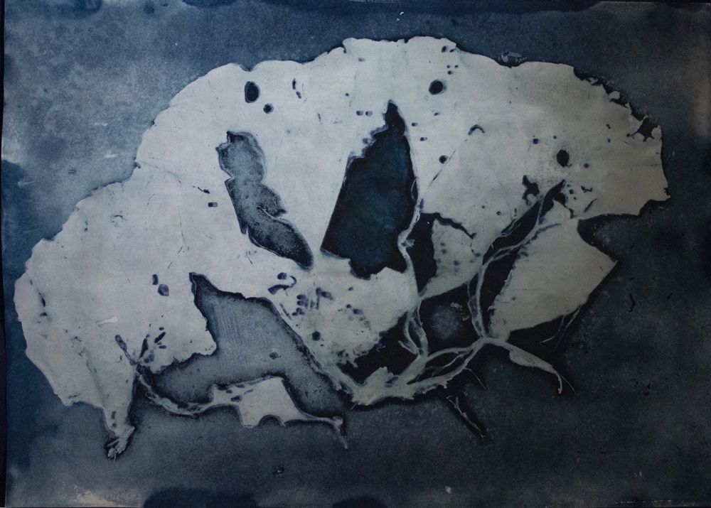 Warsztaty fotograficzne z cyjanotypii w Miejskim Centrum Kultury