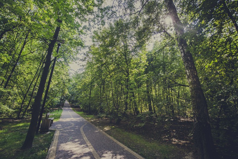Studenci posprzątają Lasek Bytkowski - zapraszają do akcji wszystkich chętnych