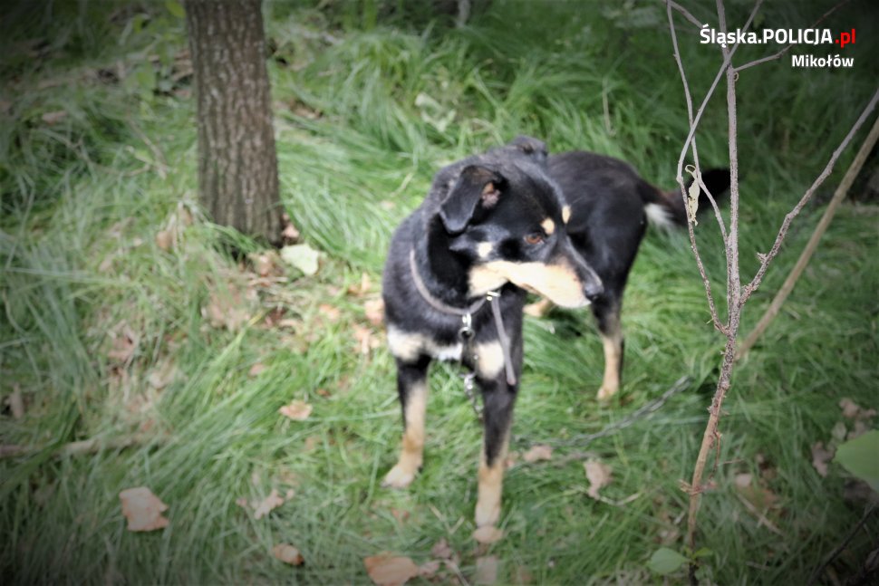 Przywiązany do drzewa i zostawiony na pewną śmierć! Kobieta znalazła porzuconego psa