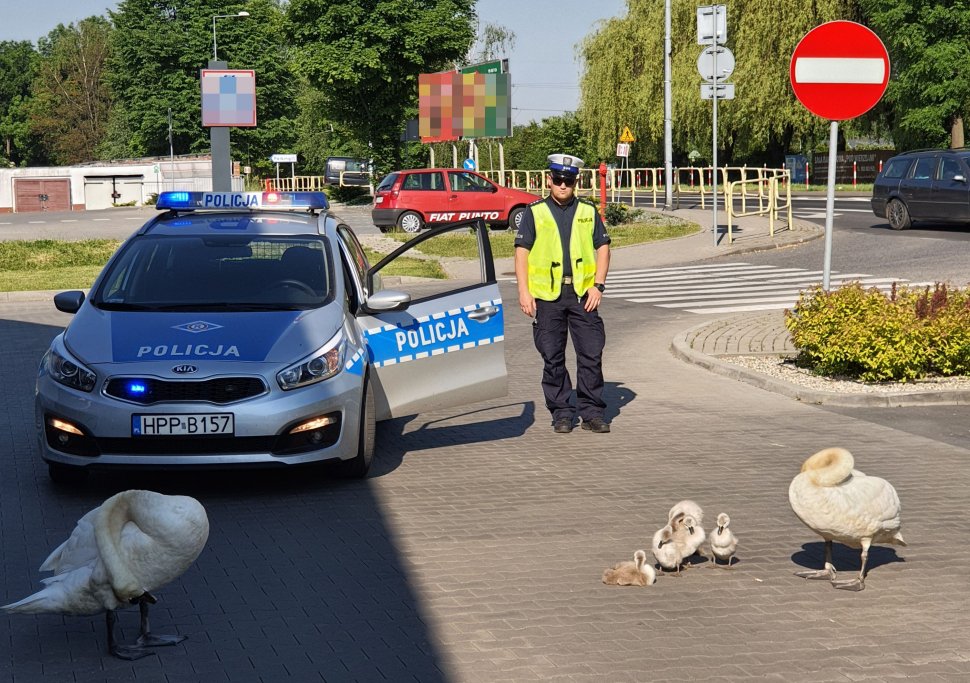 Bytomskie łabędzie wybrały się na spacerek. Nietypowa interwencja policjantów