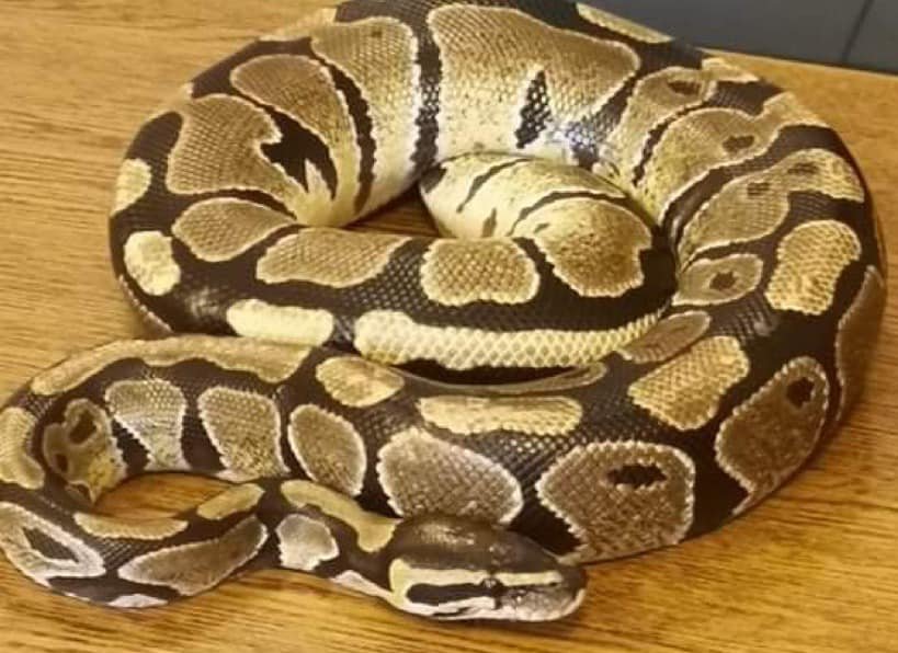 Sosnowiec: Na ul. 3 Maja znaleziono pytona królewskiego