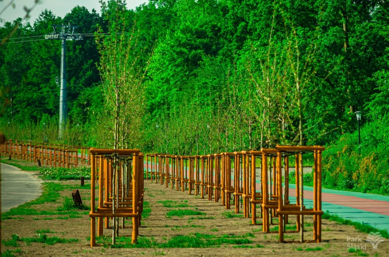 Nowe nasadzenia w Parku Śląskim