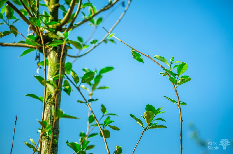 Nowe nasadzenia w Parku Śląskim
