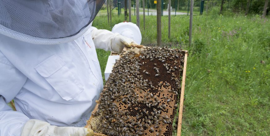 Ule pojawiają się na terenie wybranych obiektów należących do ZPWiK