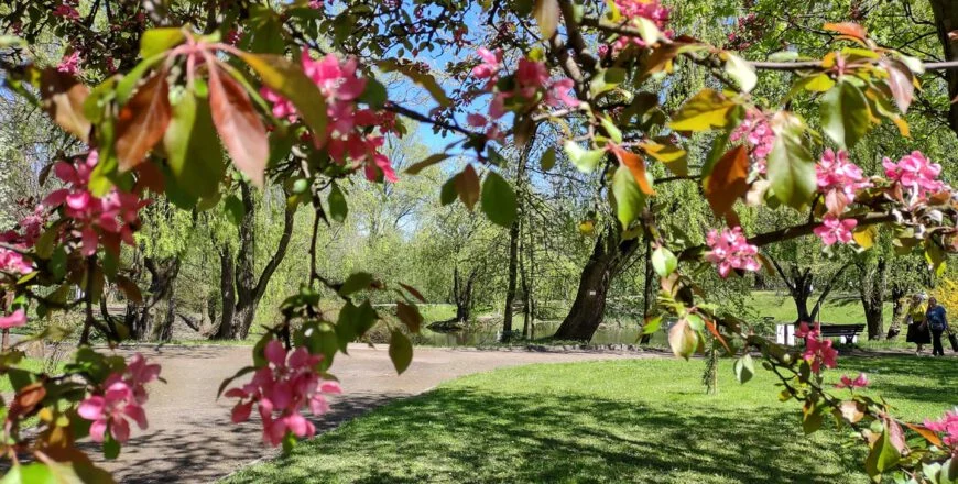 Festiwal Kwiatów w Miejskim Ogrodzie Botanicznym