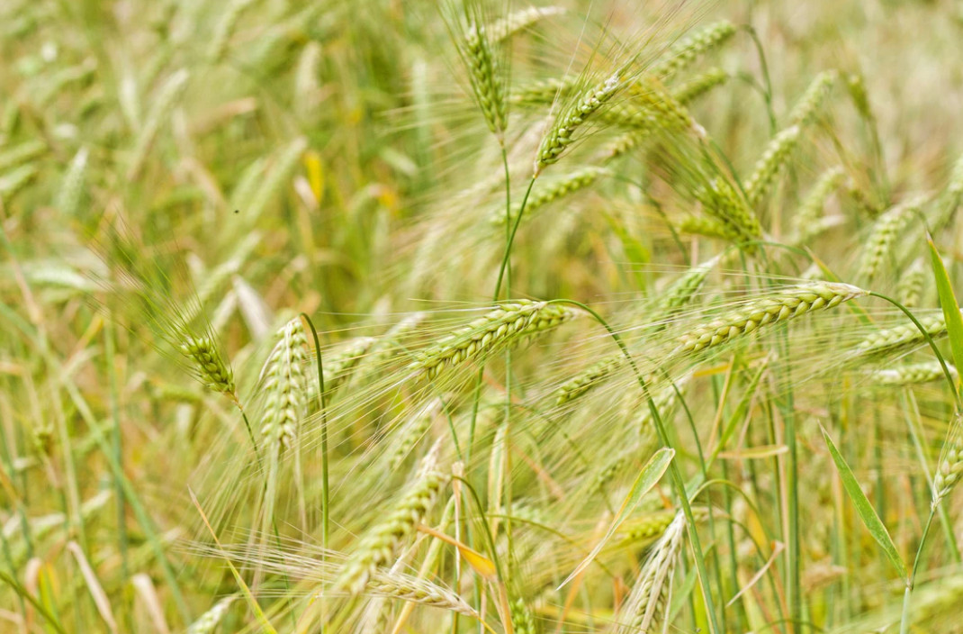 Atlas chorób i szkodników - poznaj najczęstsze choroby zbóż!