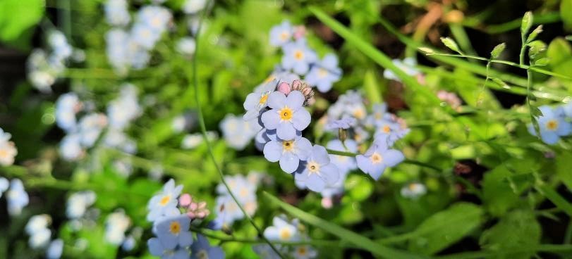 Ogródki działkowe w Rybniku: działkowicze korzystają z pogody!