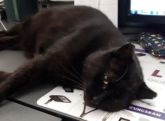 Kot Maciek pilnuje Sosnowieckich Wodociągów