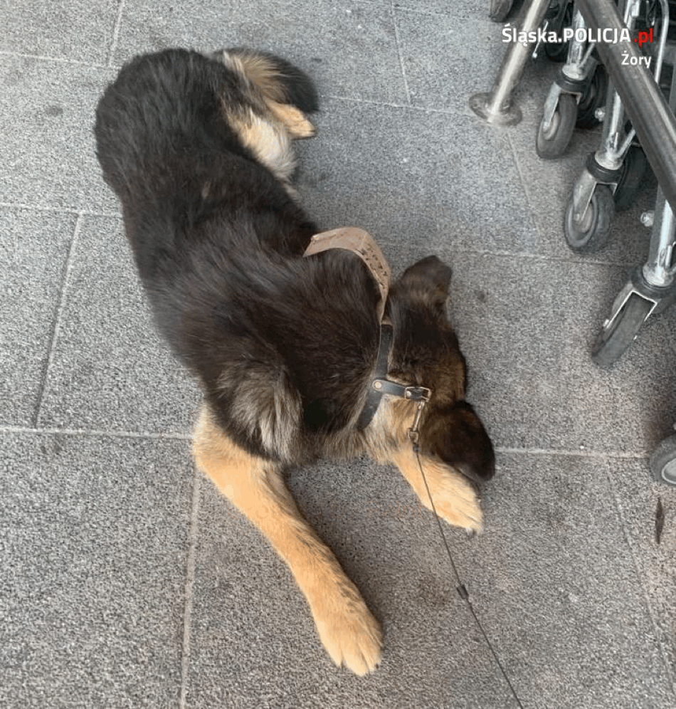 Zostawił psa na kilka godzin w upale, bez wody. Dbajmy o nasze zwierzęta