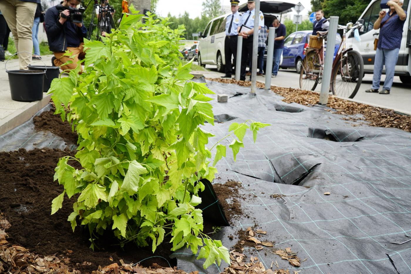 "Zielone? Nie parkuję!" – rusza rewitalizacja rozjeżdżonych zieleńców