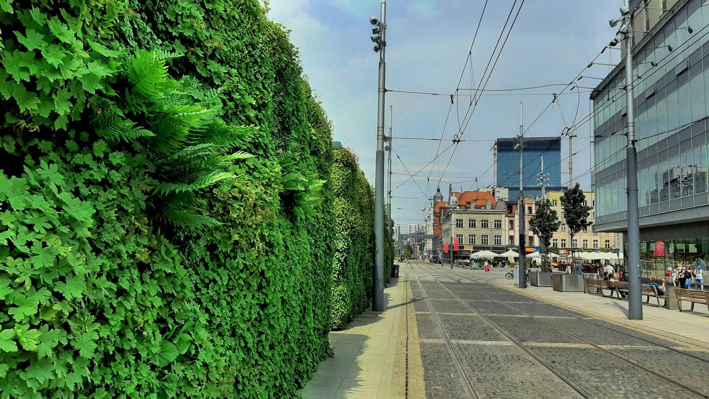Zielone dachy w Katowicach - ekologia w praktyce