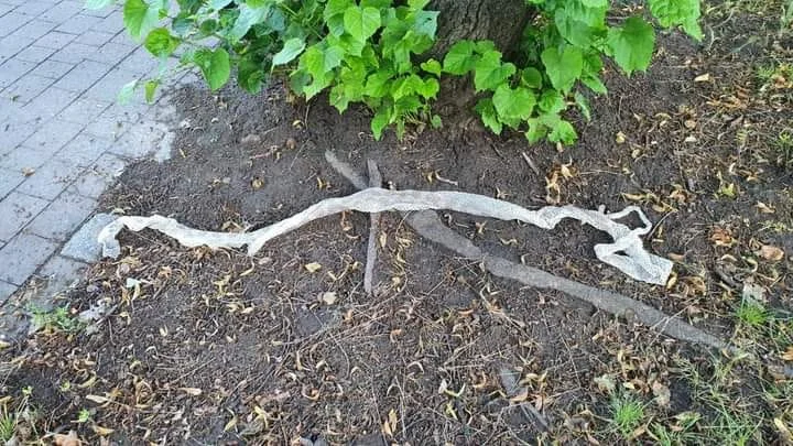 Kolejny wielki wąż na os. Tysiąclecia w Katowicach? Znaleziono 2,5-metrową wylinkę gada!