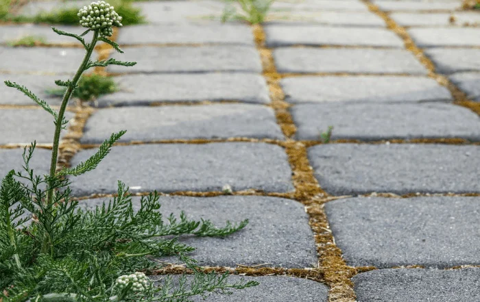 Świętochłowice: Opryski chwastów na chodnikach