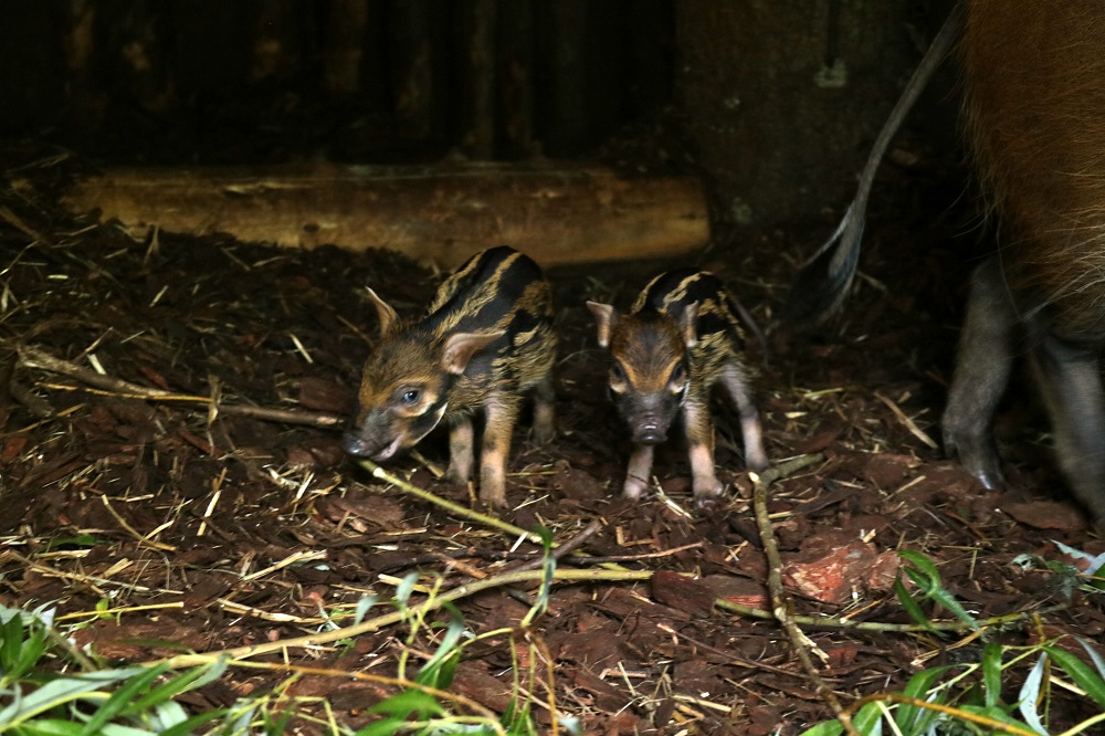 Chorzowskie ZOO ma nowych mieszkańców! Na świat przyszło tam osiem świń rzecznych