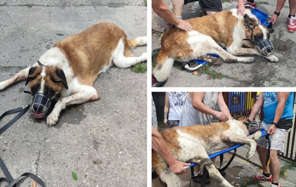 Kuriozalna sytuacja w chorzowskim schronisku. Właściciel podrzucił psa. Powód powala