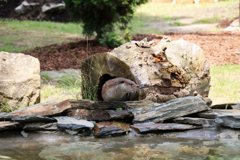 Wydra Peri wróciła na wybieg! Zakończono kolejną modernizację w chorzowskim ZOO