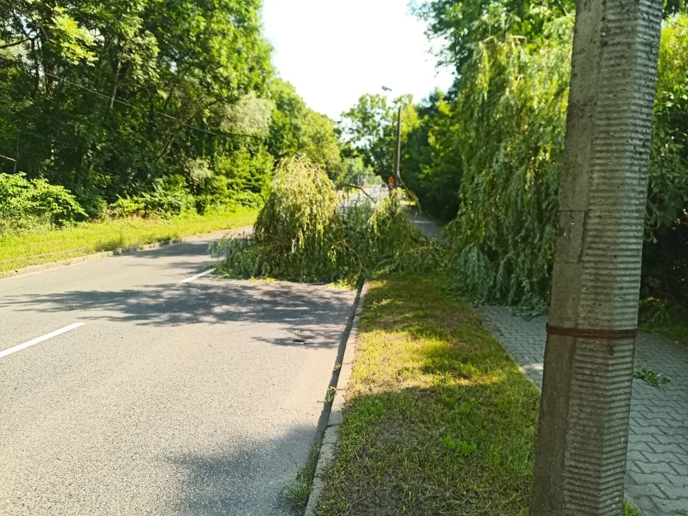 O krok od nieszczęścia. Na chodnik i jezdnię przewróciło się drzewo