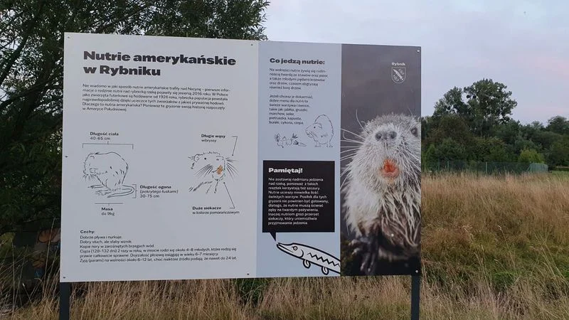 O nutriach amerykańskich nad Nacyną