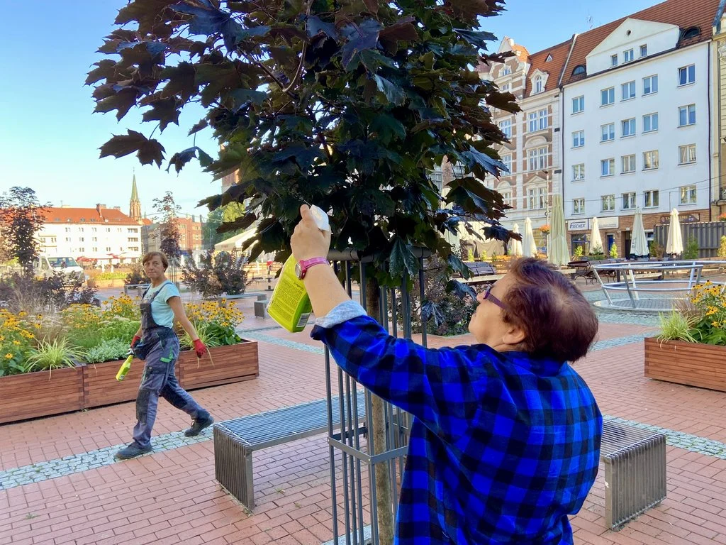 Ekipy zieleniarskie zadbały o drzewa na bytomskim Rynku