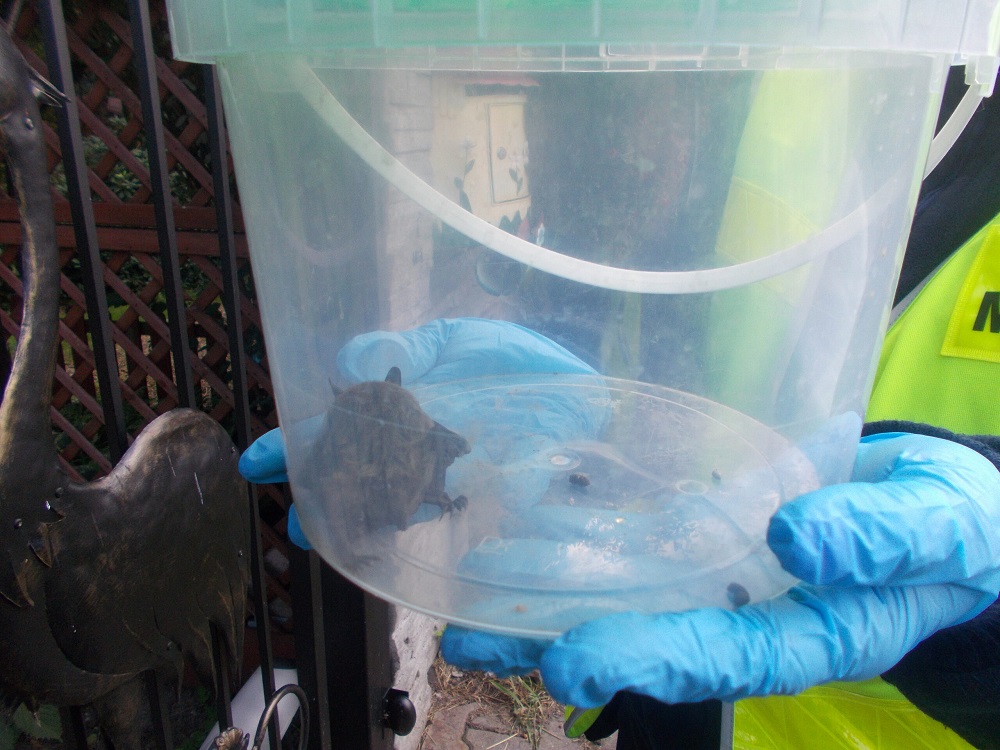 Strażnicy Miejscy zabezpieczyli rannego nietoperza i przekazali do Leśnego Pogotowia