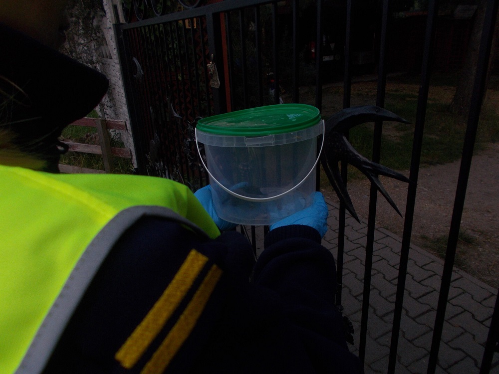 Strażnicy Miejscy zabezpieczyli rannego nietoperza i przekazali do Leśnego Pogotowia