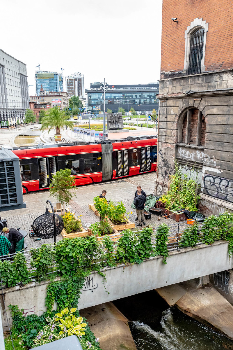 Łąka w centrum Katowic - powstaje niecodzienny projekt - Łąki Łomży