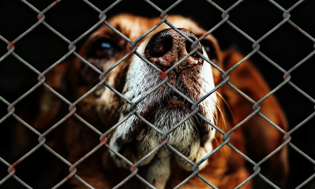 Masowe zwroty psów do chorzowskiego azylu? Schronisko ma dość nieodpowiedzialnych adopcji