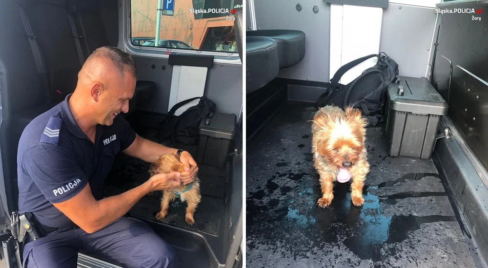 Wycieńczony pies zamknięty w nagrzanym samochodzie. Właściciele poszli na gofry