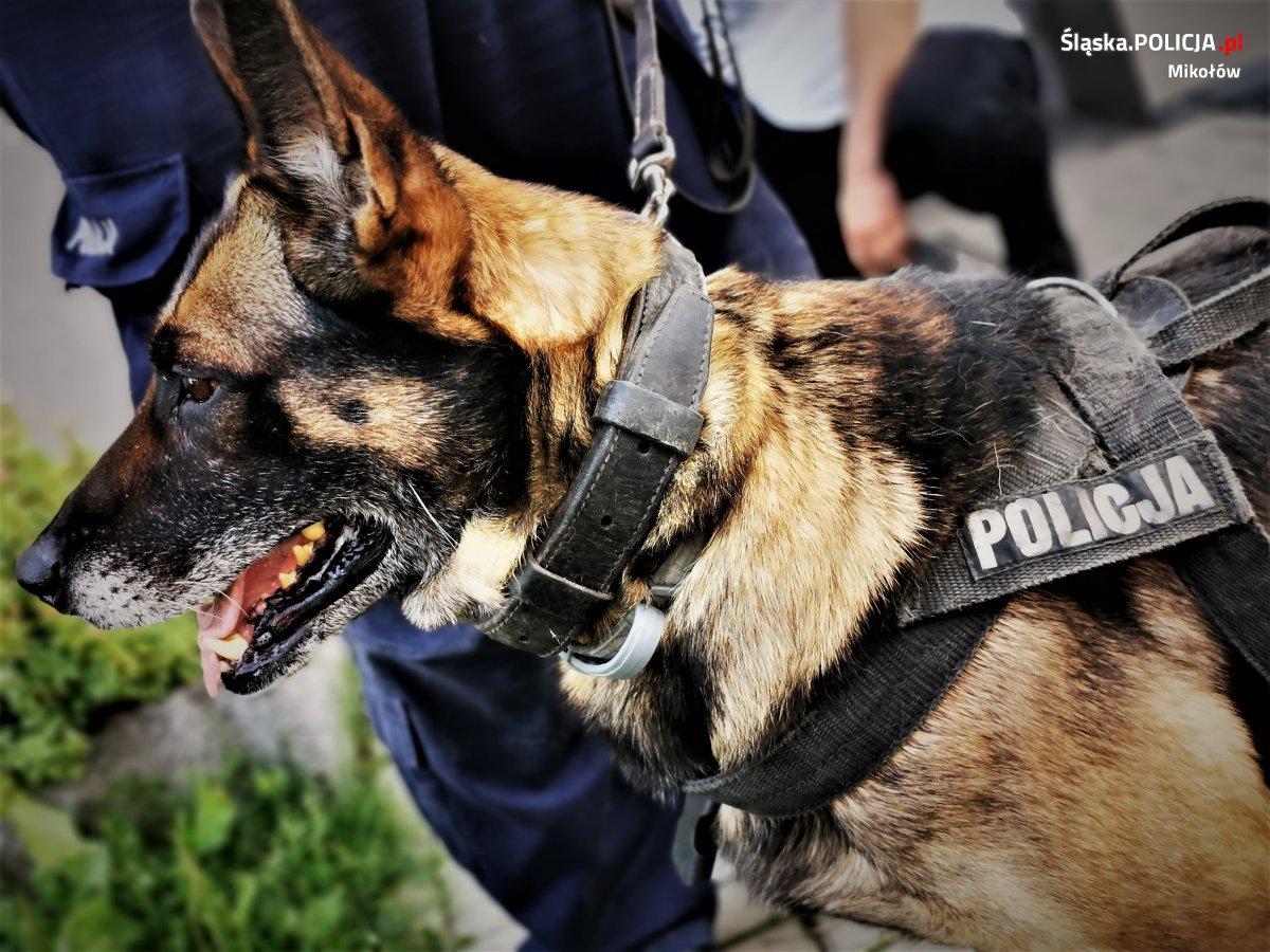 Pies policyjny z Zabrza pomógł mikołowskim policjantom [WIDEO]