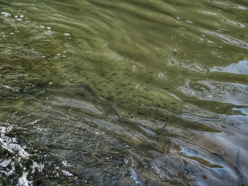 W Kłodnicy pojawiły się ryby! Niestety, tylko w jej gliwickim odcinku. A co z rudzkim?