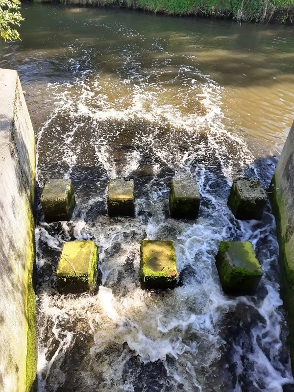 W Kłodnicy pojawiły się ryby! Niestety, tylko w jej gliwickim odcinku. A co z rudzkim?