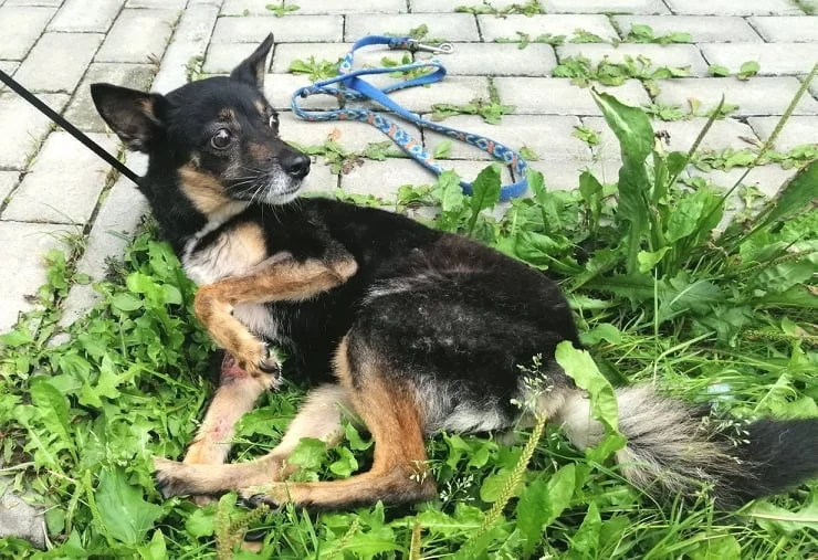 Do schroniska trafiła skrajnie zaniedbana suka. Czy przyprowadził ją jej właściciel?