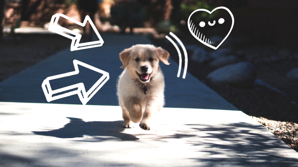 Karma dla szczeniaka - dlaczego powinna być dopasowana do rasy?