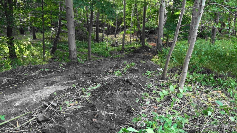 Przy Alei Młodych powstaje park leśny