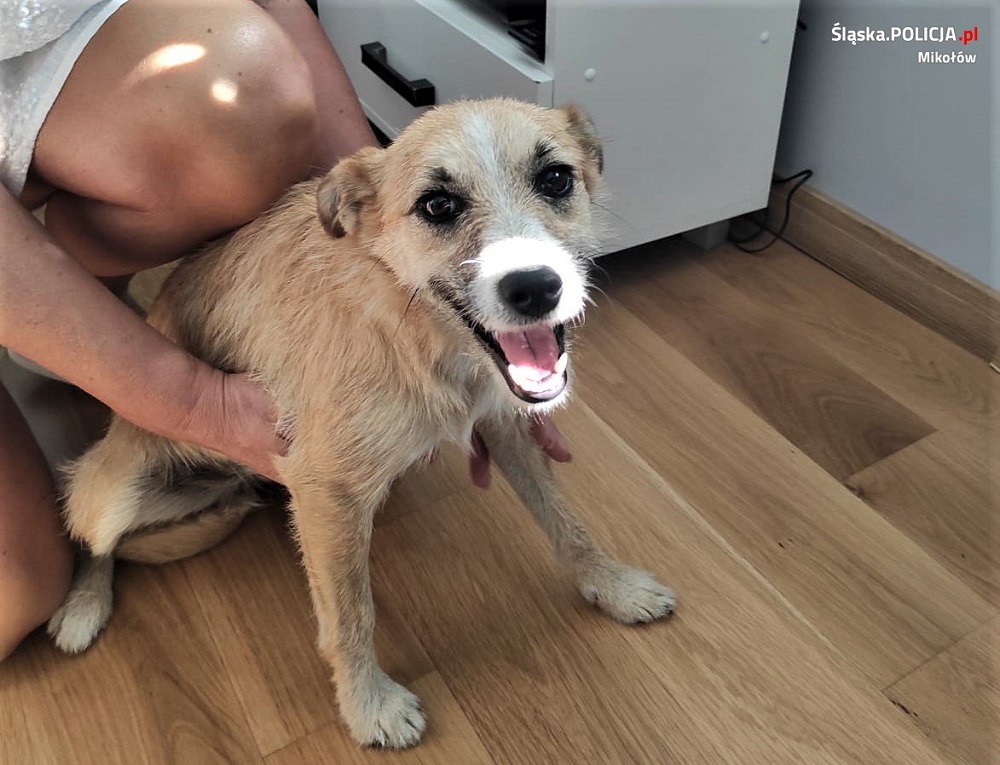 Wyrzucili psa z samochodu. Policja poszukuje świadków