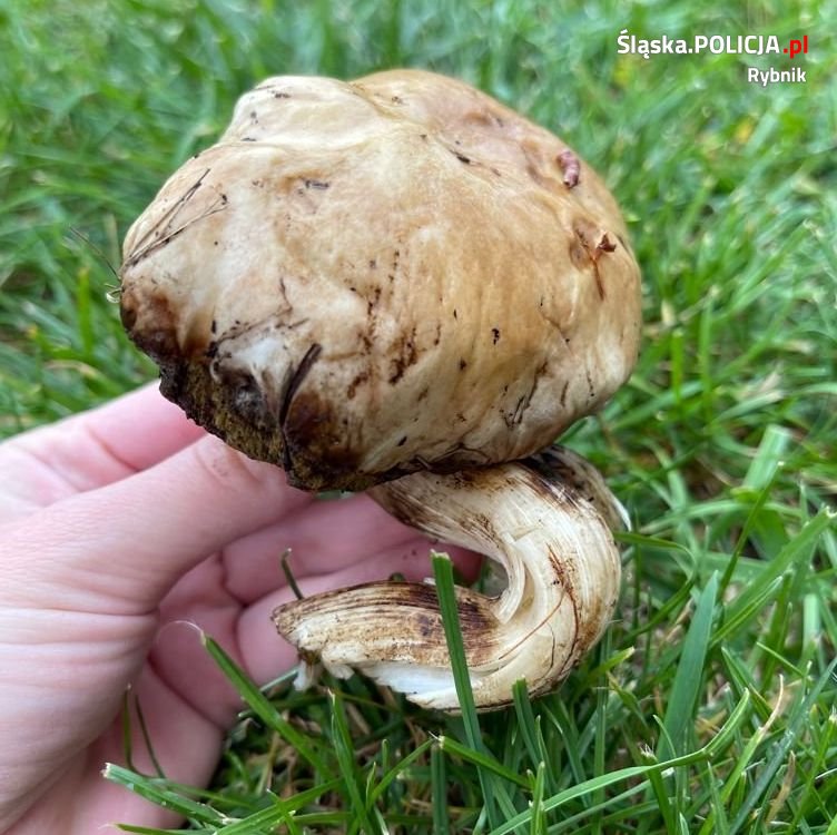 Grzybiarze - apel o rozwagę