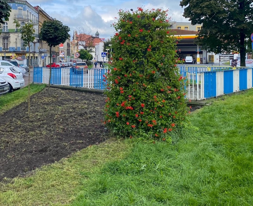 Nowe nasadzenia na skwerach i klombach