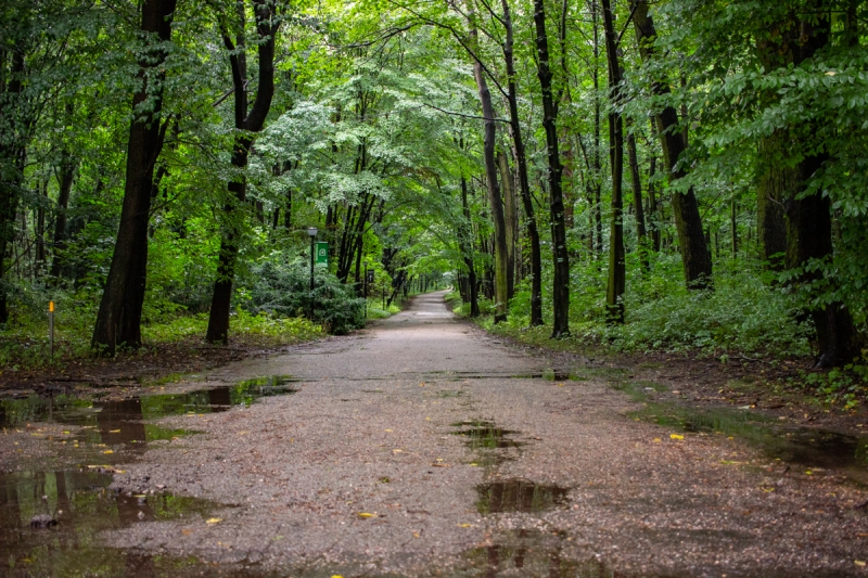 Kolejna aleja i parking w Parku Śląskim zostaną wyremontowane