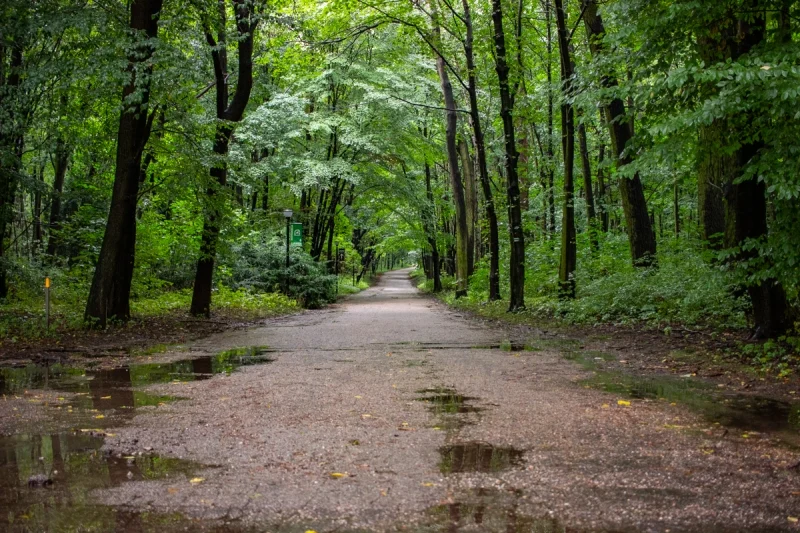 Kolejna aleja i parking w Parku Śląskim zostaną wyremontowane