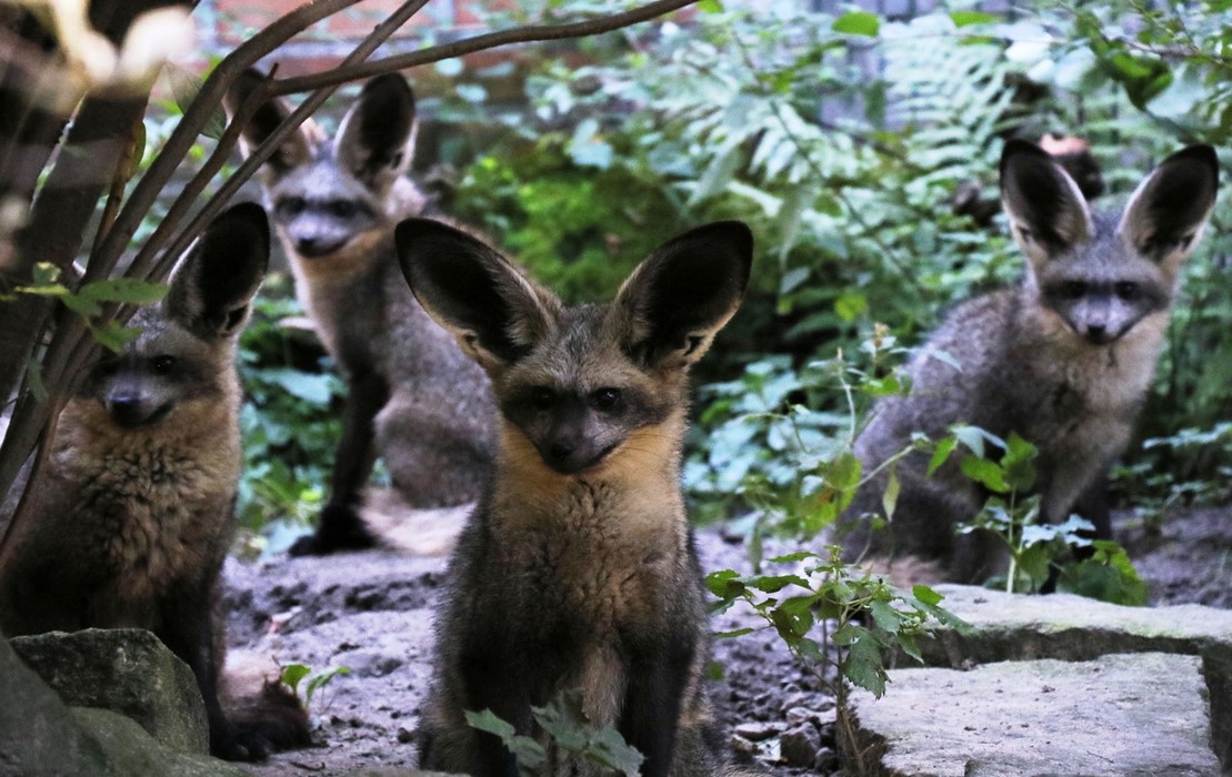 Nowy dom dla otocjonów? Śląskie Zoo zachęca do głosowania w Marszałkowskim BO