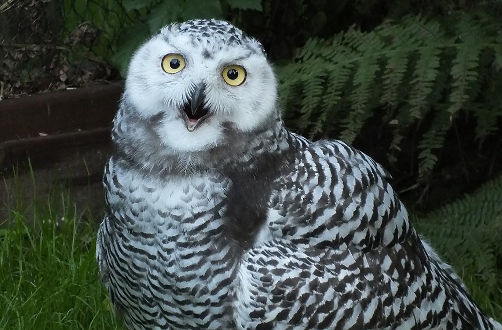 ZOO w Chorzowie: Rodzina sów śnieżnych powiększyła